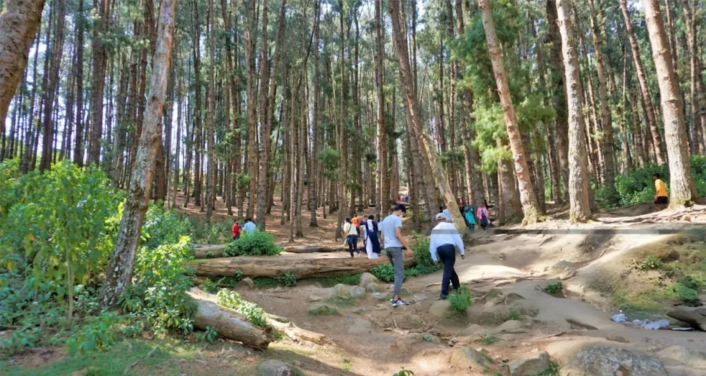 10 Most Romantic Destinations in India 7 Tourists enjoying the amazing pine forest of Ooty, Tamilnadu, India. Favourite honeymoon destination in South India