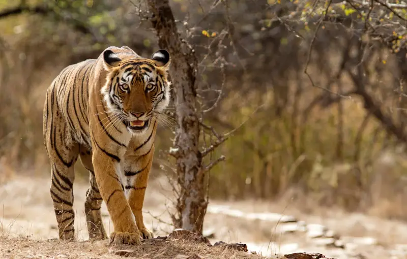 "Bengal tiger spotted in Ranthambore National Park during an India Group Tour and Golden Triangle Tour organized by Travel with Vasco."