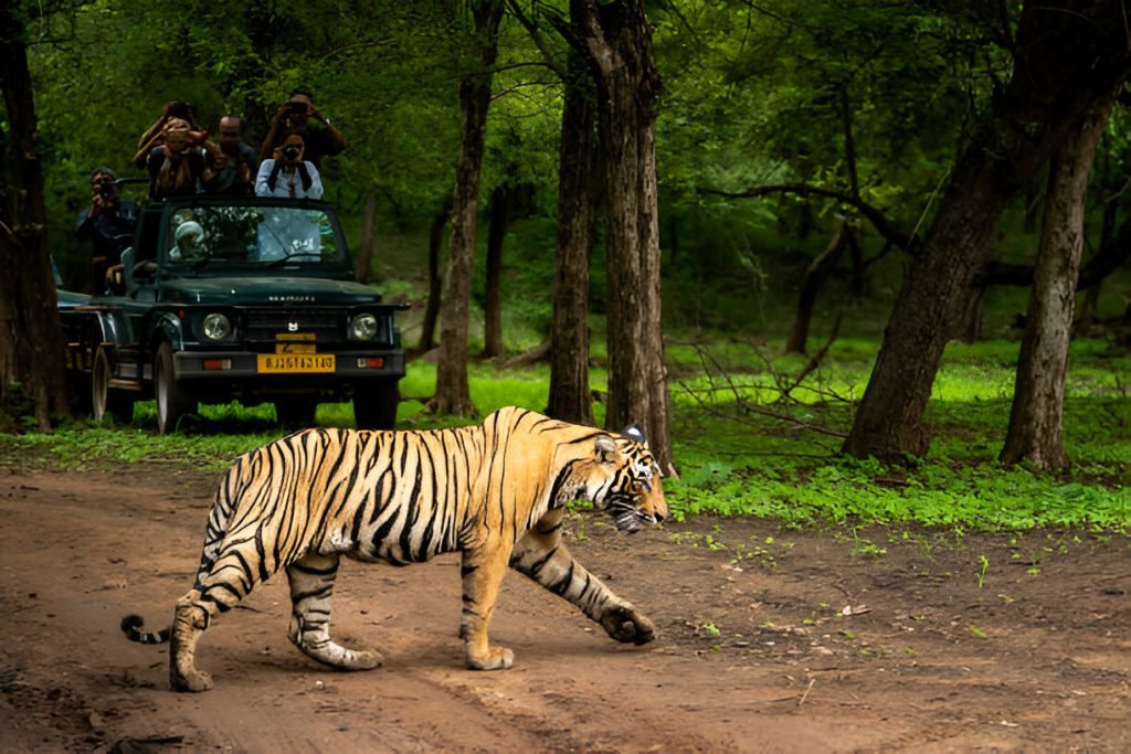Why should I visit Ranthambore? 1 If you think things couldn’t get better, wait till you hear about our last day. We were in Zone 5, a quieter part of the park, when we spotted a young tiger named Akash lounging in a pond.