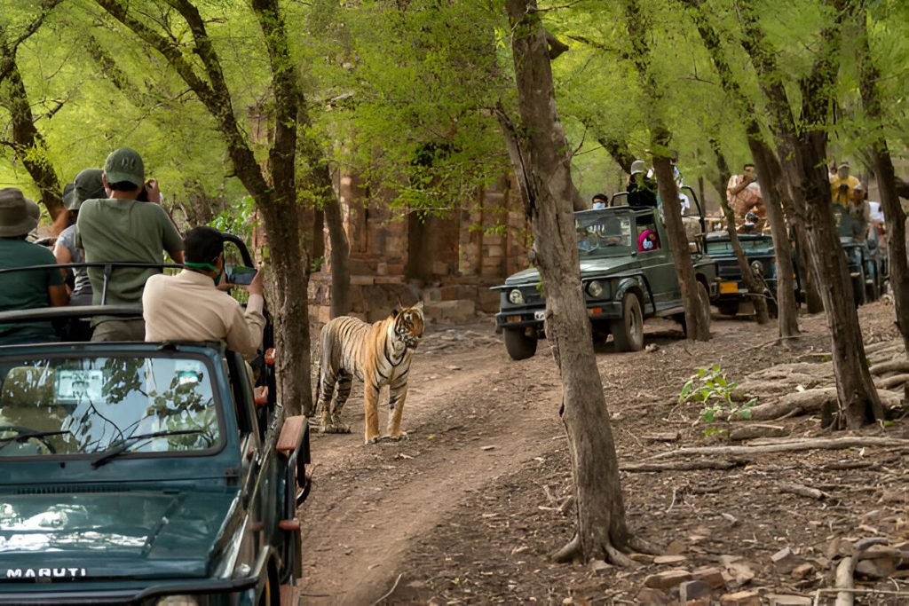 How long should I stay in Ranthambore? 1 Alright, let me paint you a picture. Imagine cruising through the wild, the cool breeze brushing against your face, and the anticipation of spotting a majestic Bengal tiger lurking in the thick jungle. That’s the adrenaline rush a safari at Ranthambore National Park gives you.