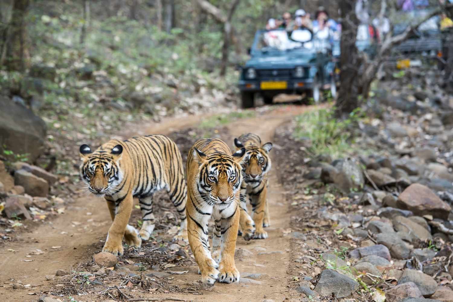 Ranthambore National Park 1 tres bengala tigres en frente de turista de 520373860 735d4cd8c3b147d98cce1f158d0eefab