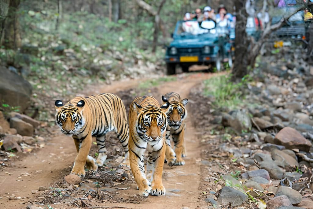 Three bengal tigers in front of tourist car Ranthambore Tour