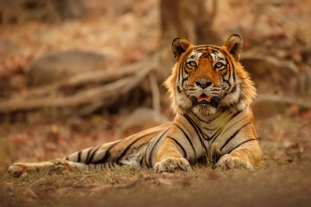 Ranthambore - Tiger Reserve and Indian National Park. Top Tourist Destinations in India